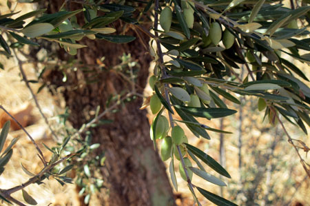 Olijven voor olijfolie